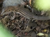Juvenile Ground Lizard
