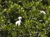 Baby Egret in Mangrove Tree