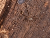 Pholcid Spider