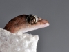 Baby House Gecko (<em>Hemidactylus mabouia</em>)