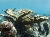 Elkhorn Coral at Gibbs Bay, Sint Maarten