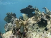 Soft Corals at Gibbs Bay, Sint Maarten