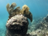 Soft Corals at Gibbs Bay, Sint Maarten