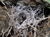 A Curious Web Beneath a Stone
