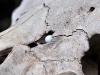 Gecko Egg Shell in Goat Skull