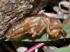 Cicada Larva Exoskeleton