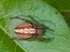 Hairy Field Spider (<em>Neoscona moreli</em>)