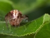 Hairy Field Spider (<em>Neoscona moreli</em>)