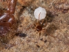 Tiny Spider, Family Theridiidae