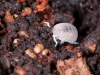 Baby Isopod