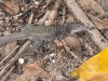 Unusually Large Ground Lizard (<em>Amieva plei</em>)
