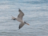 Royal Tern (<em>Sterna maxima</em>