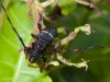 Cerambycid Beetle (<em>Trachyderes succinctus</em>) on Cashew Tree