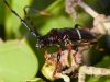 Cerambycid Beetle (<em>Trachyderes succinctus</em>) on Cashew Tree