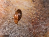 Small Beetles on Cashew Pseudo-fruit