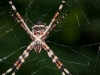 Silver Argiope Spider (<em>Argiope argentata</em>)
