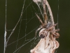 Orb Spider (<em>Metepeira compsa</em>)