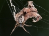Orb Spider (<em>Metepeira compsa</em>)