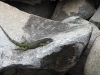 Common Iguana (<em>Iguana iguana</em>)