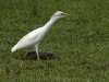 Cattle Egret (<em>Bubulcus ibis</em>) in Breeding Plumage