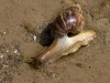 East African Land Snail (<em>Achatina fulica</em>)
