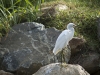 Immature Snowy Egret
