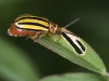 Striped Beetle