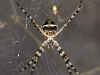 Silver Argiope Spiders