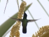 Antillean Crested Hummingbird (<em>Orthorhyncus cristatus</em>)