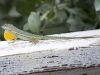 Anguilla Bank Anole with Dewlap Extended
