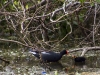 Common Moorhen with Chicks