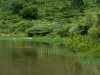 Grassy Wetland at Étang de Grand Case