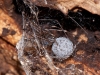 Spitting Spider (<em>Scytodes longipes</em> with Egg Sac