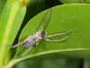 Prowling Spider (<em>Cheiracanthium inclusum</em>)