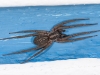 Prowling Spider (<em>Teminius insularis</em>)
