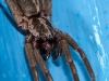 Prowling Spider (<em>Teminius insularis</em>)