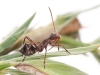 Ant-mimic Hemipteran Nymph
