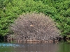 Denuded Mangrove with Iguana