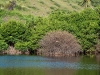 Denuded Mangrove with Iguana