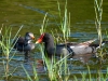 Common Gallinule Chick and Parent