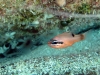 Flamefish (<em>Apogon maculatus</em>)