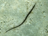 Shortfin Pipefish (<em>Cosmocampus elucens</em>)