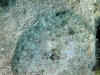Peacock Flounder (<em>Bothus lunatus</em>)