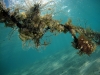 Hydroids and More on Mooring Line