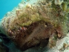 Banded Coral Shrimp (<em>Stenopus hispidus</em>) in Cinderblock