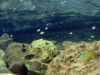 Juvenile Fish in the Shallows