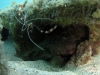 Banded Coral Shrimp (<em>Stenopus hispidus</em>)