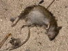 Dead Rat