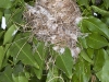 Bird\'s Nest with Cotton