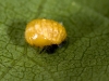 Insect Larva